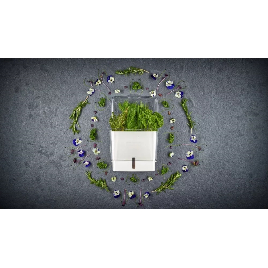 Cole&Mason - Δοχείο φύλαξης φρεσκοκομμένων μυρωδικών και βοτάνων