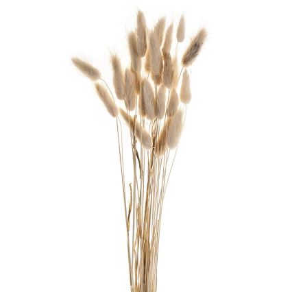 Eglo - Dried λουλούδι 60 cm μπεζ