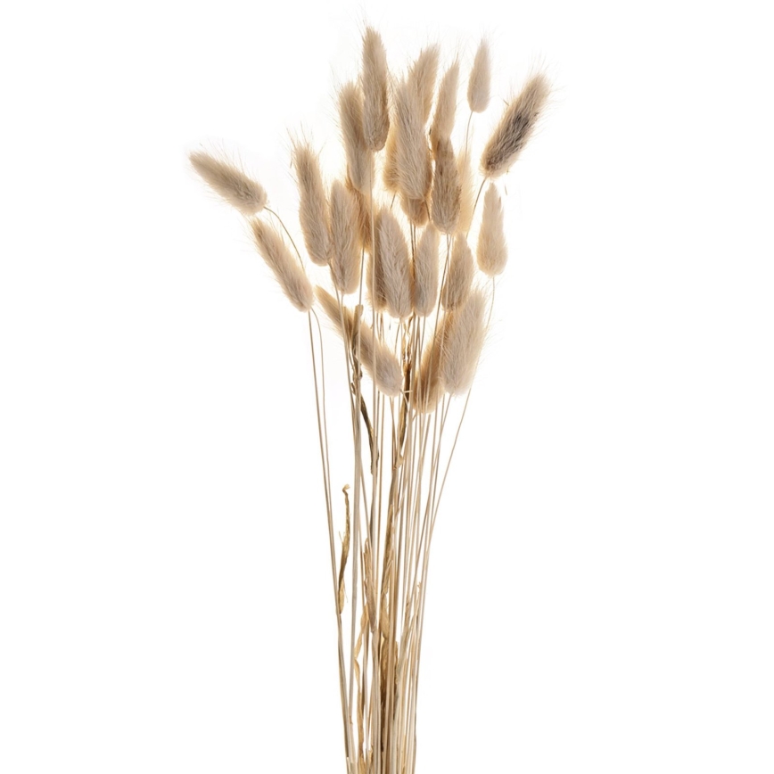 Eglo - Dried λουλούδι 60 cm μπεζ
