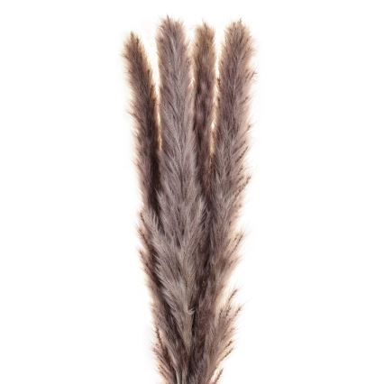 Eglo - Dried λουλούδι 60 cm μωβ