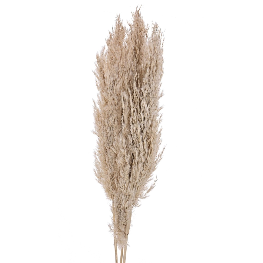 Eglo - Dried λουλούδι 85 cm μπεζ