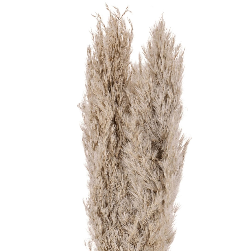 Eglo - Dried λουλούδι 55 cm μπεζ