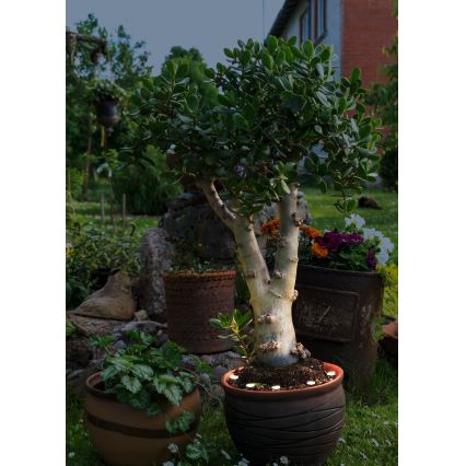 Eglo - LED Εξωτερικό διακοσμητικό φωτιστικό αλυσίδα SPINETOLI 6xLED IP65