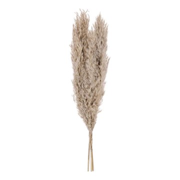 Eglo - Dried λουλούδι 55 cm μπεζ
