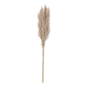 Eglo - Dried λουλούδι 85 cm μπεζ