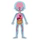 Janod - Εκπαιδευτικό παιδικό παζλ 225 τμχ ανθρώπινο σώμα
