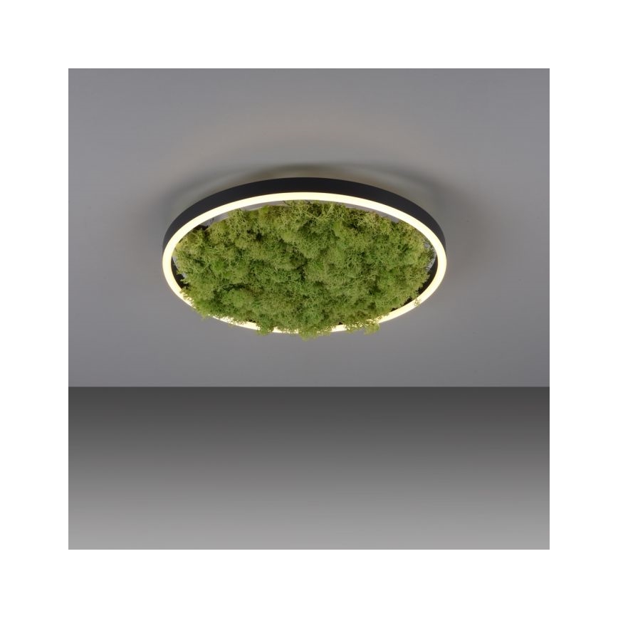 JUST LIGHT. 15391-66 - LED Dimmable φωτιστικό οροφής GREEN RITU LED/20W/230V