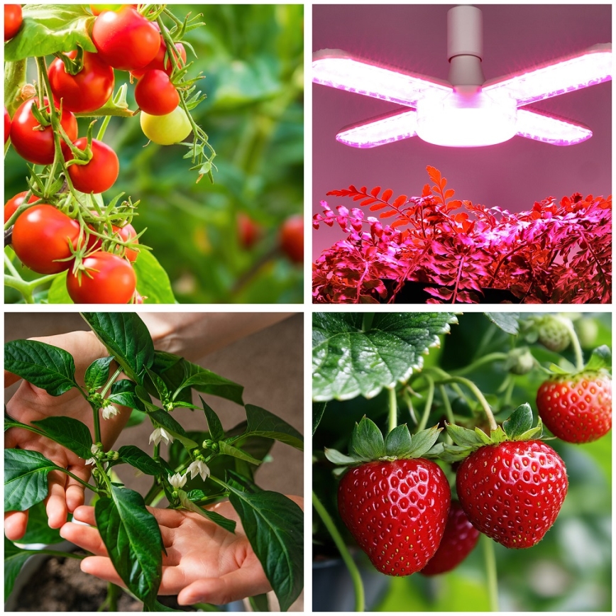 LED Λάμπα για την ανάπτυξη φυτών PLANTY E27/40W/230V 1200K