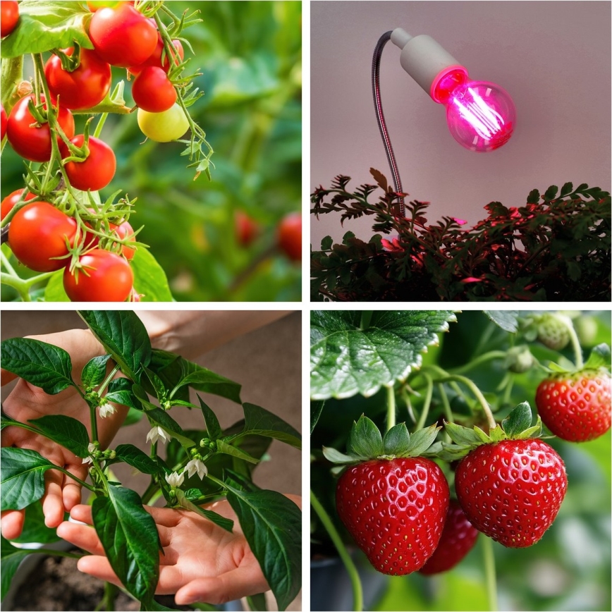 LED Λάμπα για την ανάπτυξη φυτών PLANTY E27/8W/230V 1200K