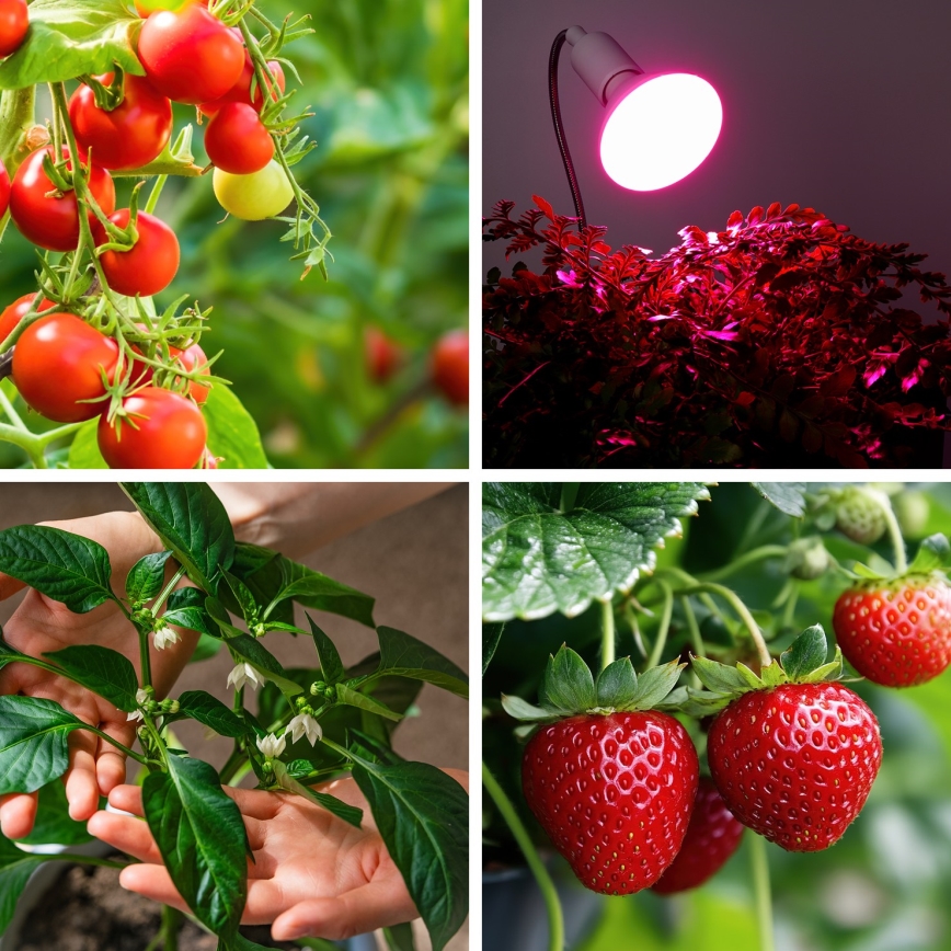 LED Λάμπα για την ανάπτυξη φυτών PLANTY E27/9W/230V 1200K λευκό