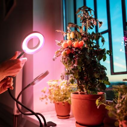 LED Dimming εύκαμπτο επιτραπέζιο φωτιστικό με κλιπ για ανάπτυξη φυτών VITARO 2xLED/4W/230V μαύρο