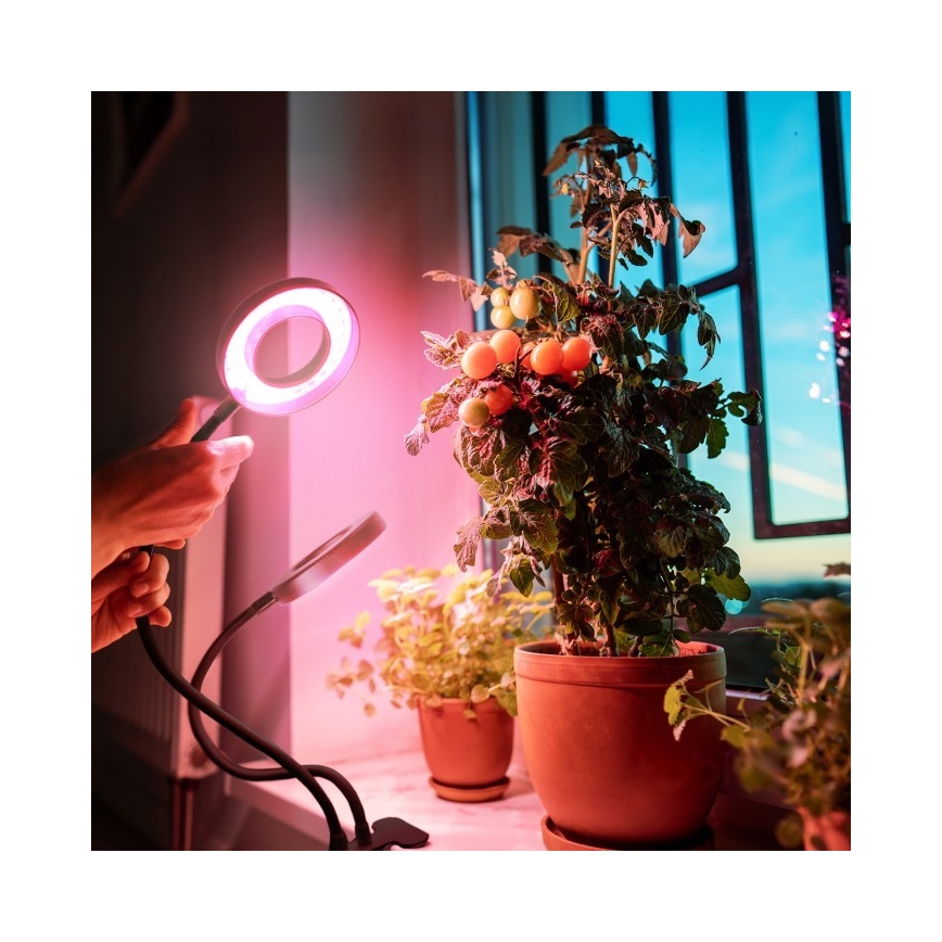 LED Dimming εύκαμπτο επιτραπέζιο φωτιστικό με κλιπ για ανάπτυξη φυτών VITARO 2xLED/4W/230V μαύρο