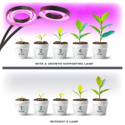 LED Dimming εύκαμπτο επιτραπέζιο φωτιστικό με κλιπ για ανάπτυξη φυτών VITARO 2xLED/4W/230V μαύρο
