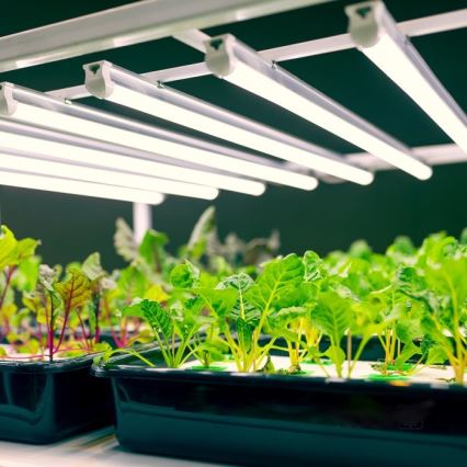 LED Φωτιστικό για καλλιέργεια φυτών GROWLY LED/9W/230V λευκό