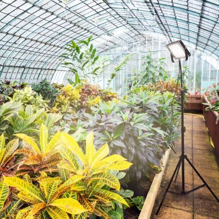 LED Προβολέας με βάση για καλλιέργεια φυτών FIRON LED/45W/230V IP54 μαύρο