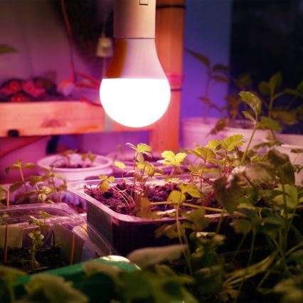 LED Λάμπα για την ανάπτυξη φυτών PLANTY E27/11W/230V 1200K λευκό