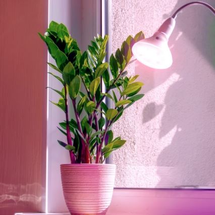 LED Λάμπα για την ανάπτυξη φυτών PLANTY E27/7W/230V 1200K λευκό