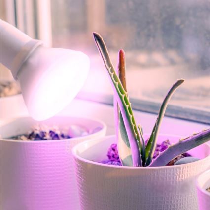 LED Λάμπα για την ανάπτυξη φυτών PLANTY E27/7W/230V 1200K λευκό