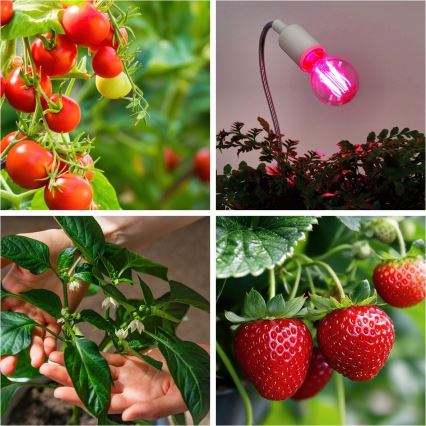 LED Λάμπα για την ανάπτυξη φυτών VITABLOOM E27/8W/230V 1200K - Brilagi