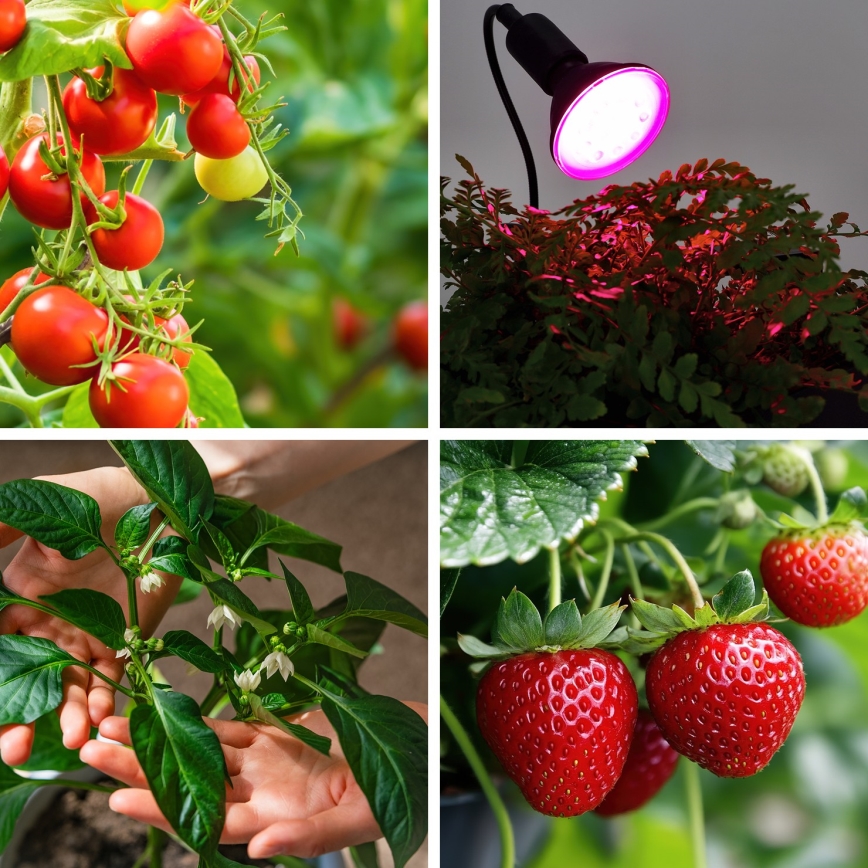 LED Λάμπα για την ανάπτυξη φυτών VITABLOOM E27/9W/230V 1200K μαύρο - Brilagi