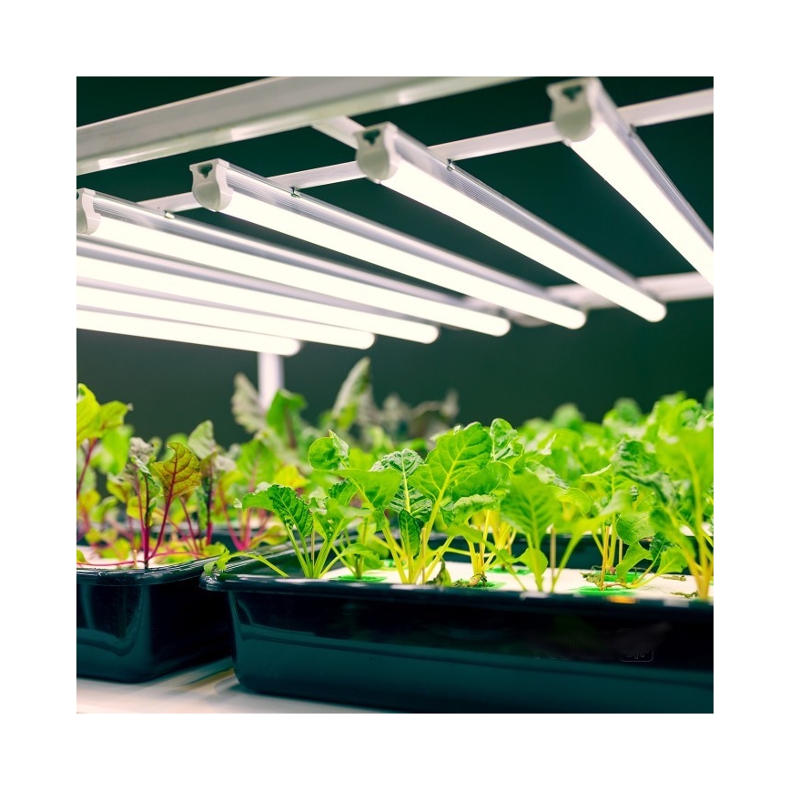 LED Φωτιστικό για καλλιέργεια φυτών GROWLY LED/9W/230V λευκό