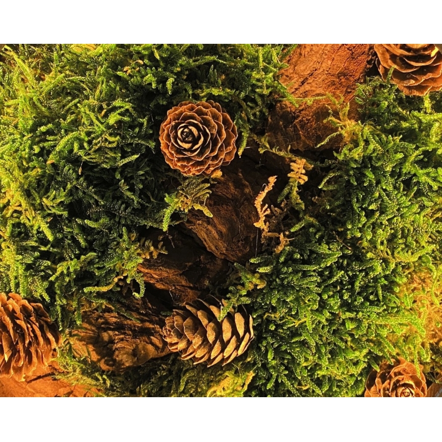 Li-Go 23654 - Ρυθμιζόμενο επιτραπέζιο διακοσμητικό φωτιστικό LED/12W/230V 20x22 cm καρυδιά/σύνθεση με βρύα