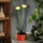 Ηλιακό φωτιστικό LED LED/1,2V 200 mAh IP44 λουλούδι