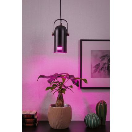 Paulmann 79766 - LED RGBW 1xE27/9W Κρεμαστό φωτιστικό με καλώδιο LAVEA 230V μαύρο