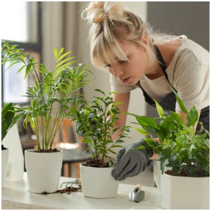 Ρυθμιζόμενη LED επιτραπέζια λάμπα για καλλιέργεια φυτών VERDI LED/5W/5V 1300K CRI 95 μαύρη