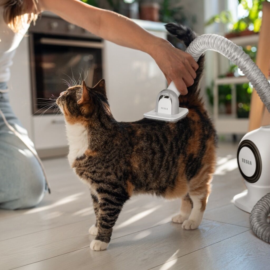 TESLA Electronics PetCare - Σετ περιποίησης κατοικίδιων 300W/230V