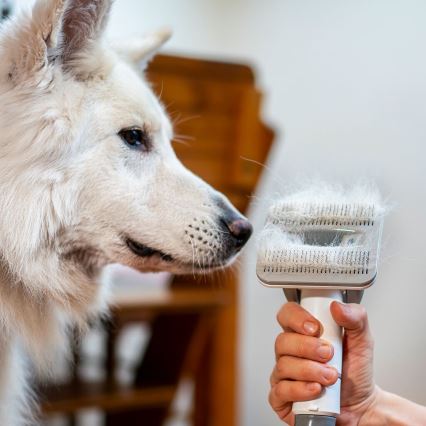 TESLA Electronics PetCare - Σετ περιποίησης κατοικίδιων 300W/230V