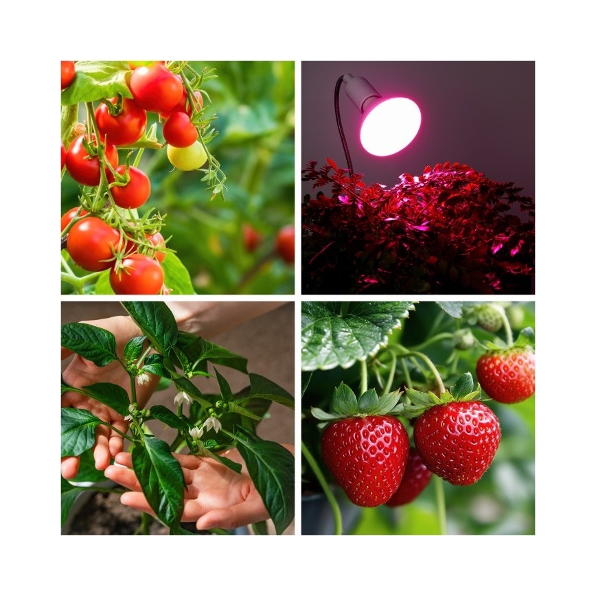 Ευέλικτο επιτραπέζιο φωτιστικό με κλιπ για καλλιέργεια φυτών PLANTY 1xE27/30W/230V λευκό