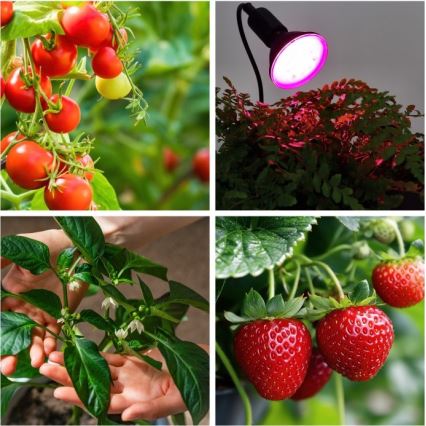 Ευέλικτο επιτραπέζιο φωτιστικό με κλιπ για καλλιέργεια φυτών PLANTY 1xE27/30W/230V μαύρο