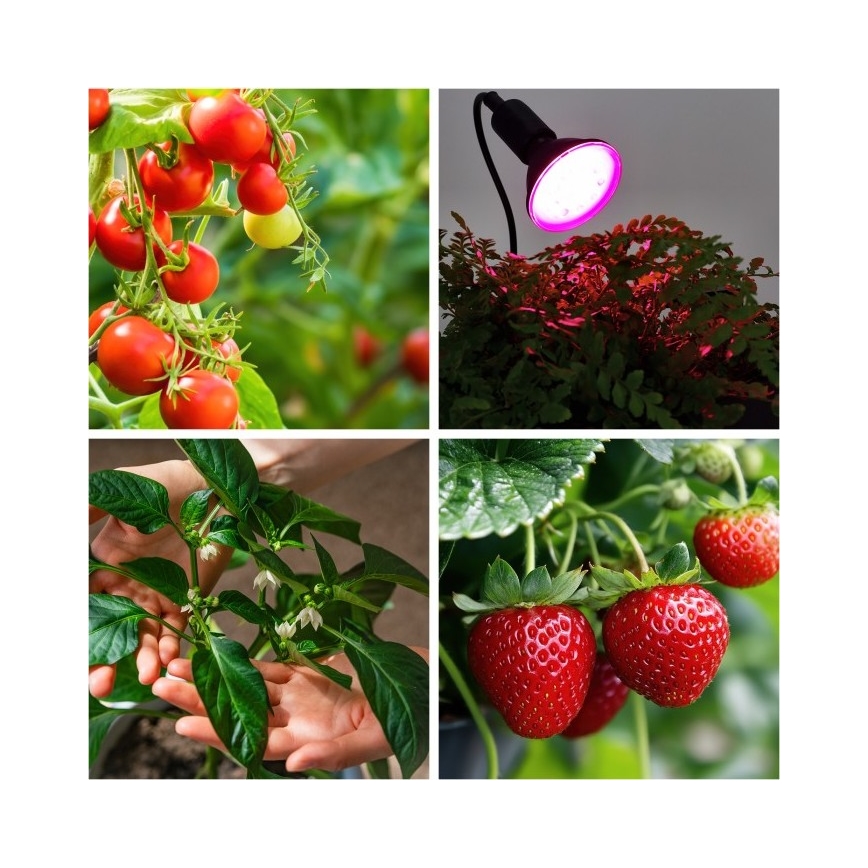 Ευέλικτο επιτραπέζιο φωτιστικό με κλιπ για καλλιέργεια φυτών PLANTY 1xE27/30W/230V μαύρο