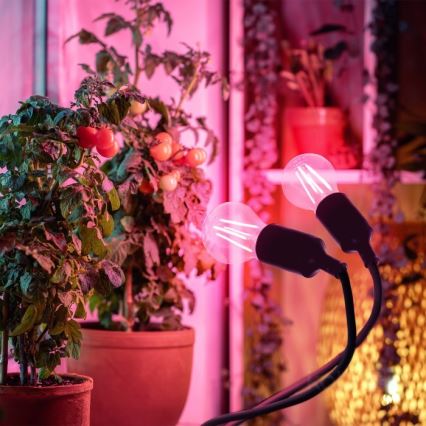 Ευέλικτο επιτραπέζιο φωτιστικό με κλιπ για καλλιέργεια φυτών PLANTY 2xE27/30W/230V μαύρο