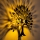 Επιτοίχιο φωτιστικό HEART TREE 1xE27/40W/230V μαύρο